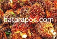 Harga TBS Sawit Anjlok, Segini Harga Per Kilogram di Luwu Timur Sekarang