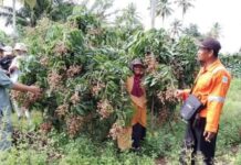 Tim UPT. BSMBTPH Sulsel Identifikasi Varietas Baru Lengkeng Lutim