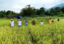 Panen Perdana SRI Organik di Blok Bahodopi, PT Vale Merawat Keberlanjutan untuk Masa Depan