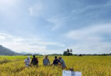 Petani Binaan PT Vale Kembali Panen Beras SRI Organik