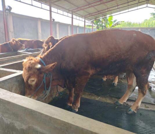 DPP ETOR Siapkan 2 Ekor Sapi Limosin 1,6 Ton untuk Qurban Idul Adha