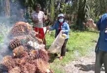 Kecewa Dengan Pemerintah, Petani Sawit di Luwu Utara Bakar TBS Kelapa Sawit Miliknya
