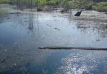 Manajer Pabrik Sawit PT. MPA Burau Bantah Limbah Cemari Permukiman, Warga Sebut Limbah Tumpah ke Sungai