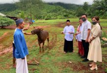 Bupati dan Wabup Morut Kurban 14 Ekor Sapi untuk Masyarakat
