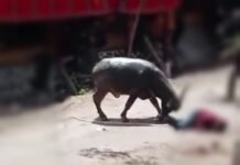 Kerbau Ngamuk Diacara Rambu Solo di Bastem, Satu Orang Dilarikan ke Rumah Sakit