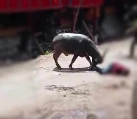 Kerbau Ngamuk Diacara Rambu Solo di Bastem, Satu Orang Dilarikan ke Rumah Sakit