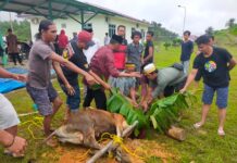 PT. MPA Kurban Sapi dan Kambing