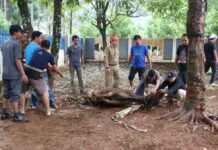 Idul Adha 1443 H, Dinas Kominfo-SP Kurban Dua Ekor Sapi