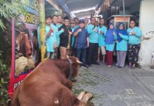 Relawan Erick Thohir Kurban 2 Sapi Limosin Seberat 1,6 Ton di Pandegiling