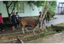 Kejari Luwu Timur Kurban 1 Sapi dan 2 Kambing Pada Idul Adha 1443 HÂ