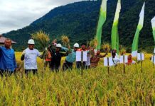 Binaan PT. Vale, Panen Raya SRI Organik di Desa Kolono