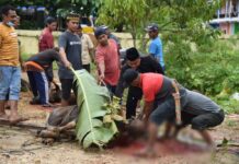 Polres Morowali Utara Kurban 14 Ekor Sapi