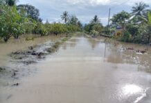 Sungai Rongkong Meluap, Rendam Ratusan Hektare Lahan Perkebunan Warga