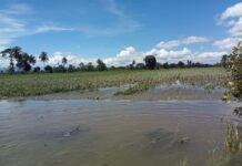 Sungai Rongkong Meluap Lagi, Ratusan Hektare Lahan Persawahan Warga di Desa Tarobok Terancam Gagal Panen