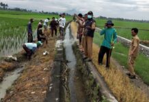 Petani se Desa Maramba Gelar Pengendalian Hama Tikus Sistem Gropyokan