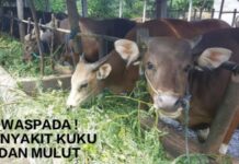 Virus PMK Melonjak di Luwu Timur, Kadis Pertanian Sebut Sapi Dari Luwu Utara