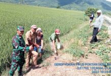 Kelompok Tani se Desa Balirejo Lakukan Pembasmian Hama Tikus