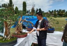PPBI Ranting Mappedeceng Gelar Jemur Bonsai Bareng