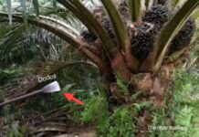 Enam Terduga Pencuri Buah Sawit di Tomoni Ditangkap Polisi, Satu Luka Parah Tabrak Dodos !