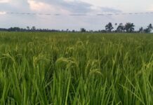 Petani di Lampenai Gunakan Ini Basmi Tikus Sawah, Ratusan Ekor Tewas Setiap Malam