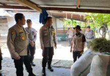 Peduli Hewan Ternak, Kapolres Luwu Utara Dampingi Dirres Narkoba Polda Sulsel Monitoring Vaksinasi PMK