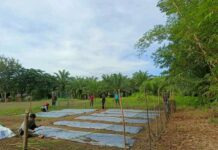 Giat Rabu Pagi, Pemdes Teromu Siapkan Lahan Tanam Pangan Non Beras