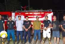 Dinas Damkar Lutim Evakuasi Sarang Tawon Endas Yang Meresahkan Warga