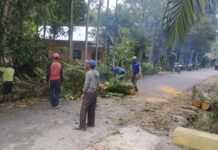 Pemdes Sindu Agung Tebang Pohon Rawan Tumbang dan Berpotensi Timpa Rumah Warga