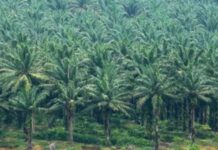 Ini 4 Koperasi PSR di Luwu Timur Yang Masih Beroperasi, Rp. 14,9 Miliar Anggaran Untuk Petani Kelapa Sawit