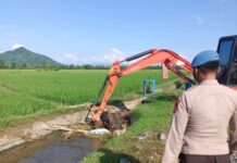 Polsek Wotu Kerahkan Excavator Kubur Bangkai Babi, Kadis Pertanian : Ternak Terpapar Virus Demam Babi Afrika !