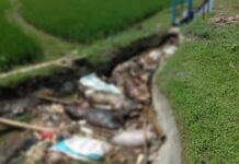 Kematian Ternak Babi di Tomoni Timur Capai 8 Ribu Ekor Akibat Virus African Swine Fever