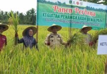 Ketua Komisi II DPRD Luwu Timur Hadiri Panen Perdana dan Temu Wicara Sektor Pertanian