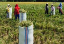 Antisipasi Harga Gabah Anjlok, Dinas Pertanian Luwu Timur Lakukan Pengawasan