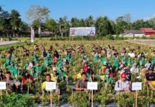 Batalyon Armed 21 Tarik Sukses, Kadis TPHP Bersama Tripika Panen Perdana Kampung Hortikultura