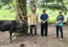 PT. SSP/MMSU Morut Serahkan 3 Ekor Sapi Kurban di Desa Tontowea