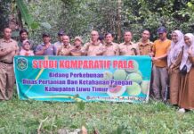 Dinas PKP Lutim Study Banding Cara Menaman Pala di Kabupaten Bulukumba