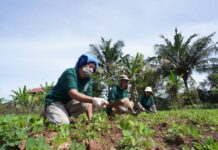 Program Pertanian Organik, PT Vale Mendukung Pertumbuhan Produktivitas Serta Menjaga Keberlanjutan Lingkungan