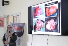 Pegawai Diskominfo SP Lutim Ikuti Sosialisasi Kanker dan Tumor