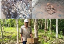 Sukses Budidaya Lebah, Warga Bone Panen Puluhan Kilogram Madu Trigona