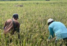 Hasil Panen Padi Program Sri Organik Binaan PT. Vale di Kolaka Melimpah