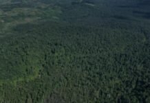 Pemerintah Diminta Lakukan Penegakan Hukum Cegah Konflik Tenurial di Kawasan Hutan Tanamalia