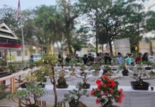 Gelar Festival Bonsai Se – Luwu Raya, PPBI Luwu Utara Siapkan Hadiah Motor dan Puluhan Doorprize Lainnya