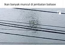 Fenomena Langka, Ribuan Ikan Bermunculan di Permukaan Air Bendungan Sungai Baliase Luwu utara