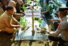 PJ. Walikota Palopo Serahkan 75.000 Bibit Cabai Kepada Perwakilan ASN dan Penyuluhan Pertanian