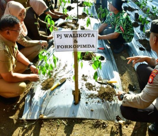PJ. Walikota Palopo Serahkan 75.000 Bibit Cabai Kepada Perwakilan ASN dan Penyuluhan Pertanian