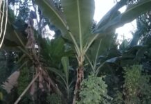 Pj Gubernur Sulsel Perintahkan Desa Tanam Pisang, APDESI Luwu Utara Sebut Tidak Masuk Akal