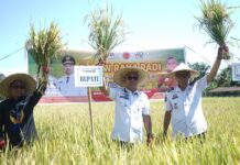 Dinas Pertanian Luwu Timur Programkan Panen 3 Kali Setahun, Petani Segera Daftarkan Kelompok !