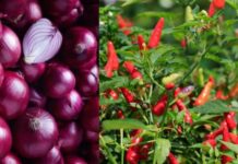 Update : Harga Cabai dan Bawang Merah di Luwu Timur
