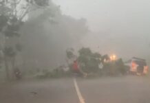 Angin Puting Beliung Terjang Luwu Timur, Sejumlah Rumah Rusak dan Pohon Tumbang