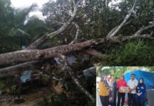 Dinsos Salurkan Bantuan Korban Angin Puting Beliung di Wotu, Rumah Roboh Tertimpa Pohon